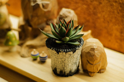 plants_home_decorations