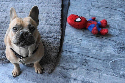 pet_accessories_pet_toy_pet_products