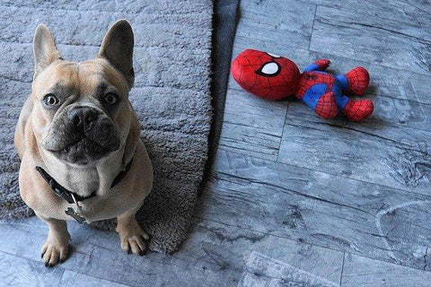 pet_accessories_pet_toy_pet_products